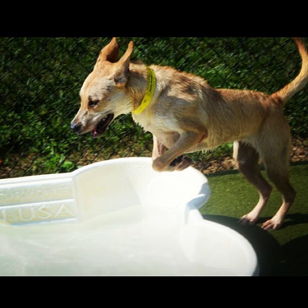 Dog in Pool