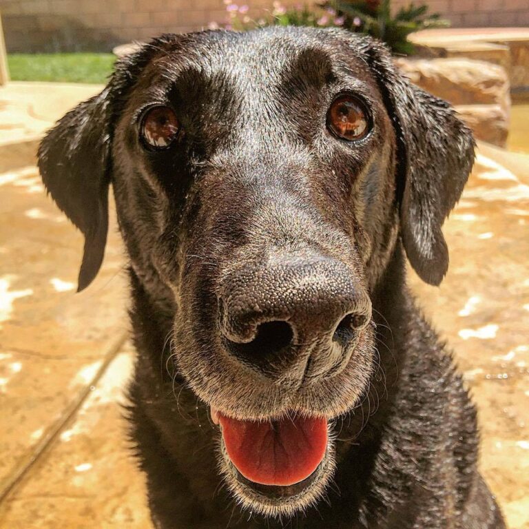 Happy Dog